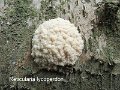 Reticularia lycoperdon-amf799